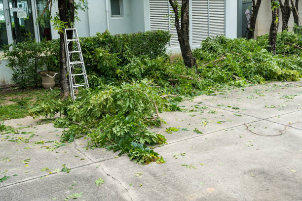 How Our Tree Care Process Works  in  Lake City, FL