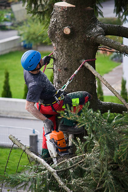 Best Lawn Watering Services  in Lake City, FL